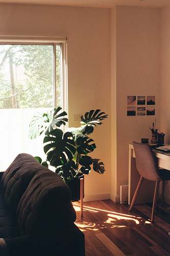 interior design swiss cheese plant near brown sofa furniture